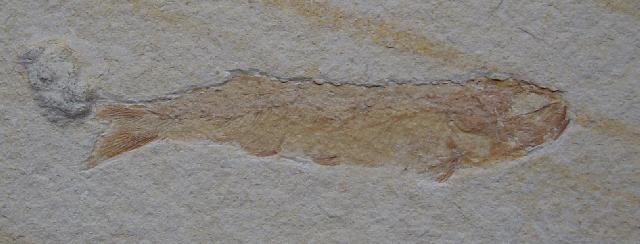 Thrissops sp. Bild ©